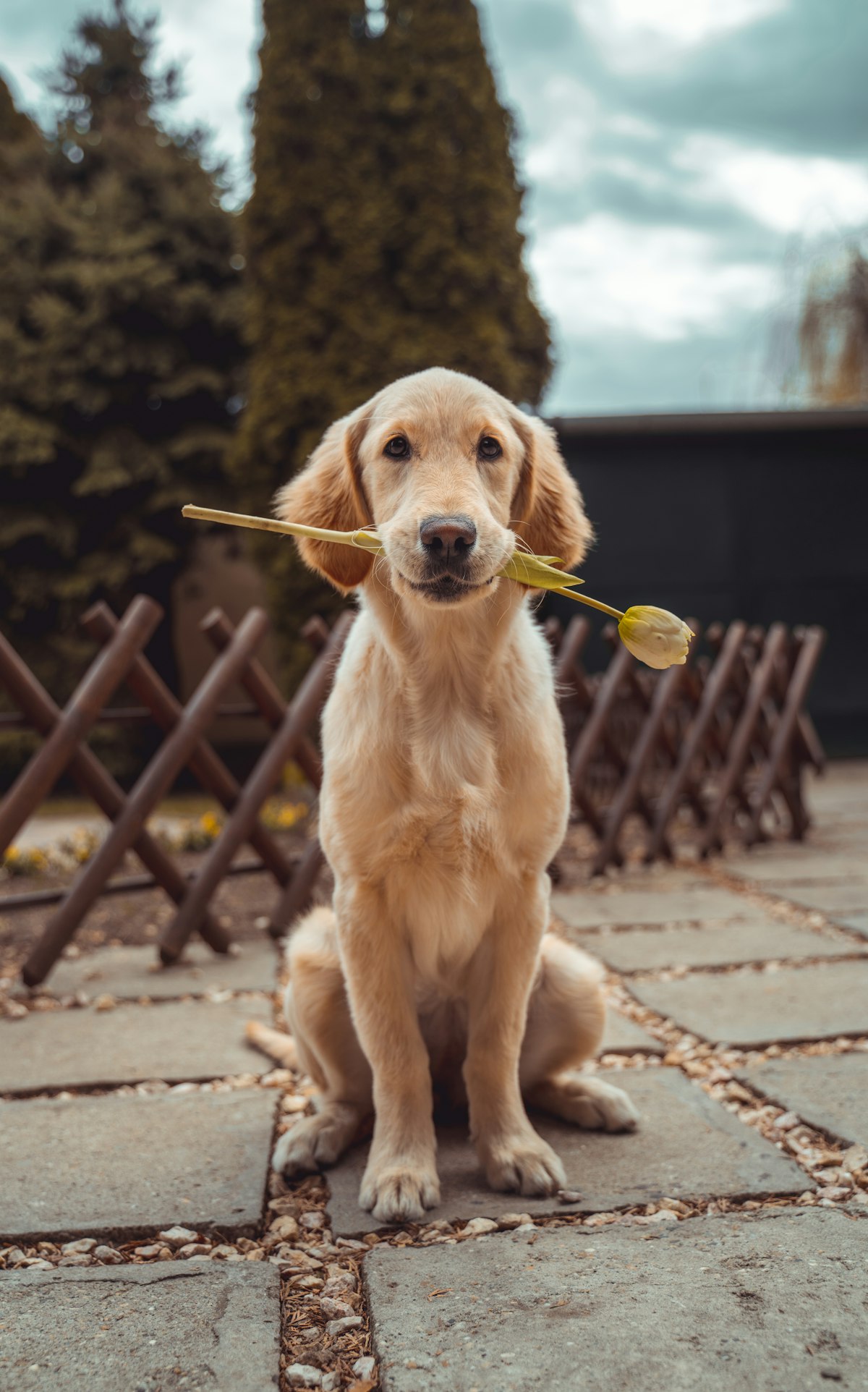 A golden retriever holding a tulip
