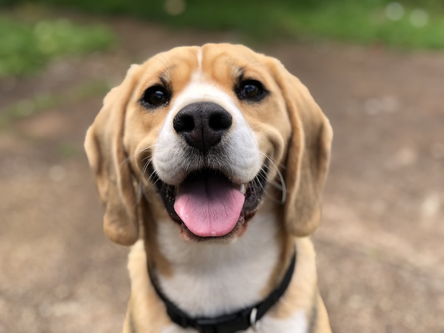 A beagle looking at the camera